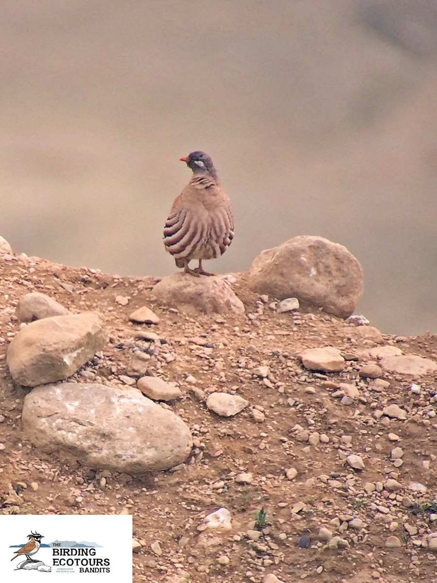 Sand Partridge - Andy Walker - Birding Ecotours