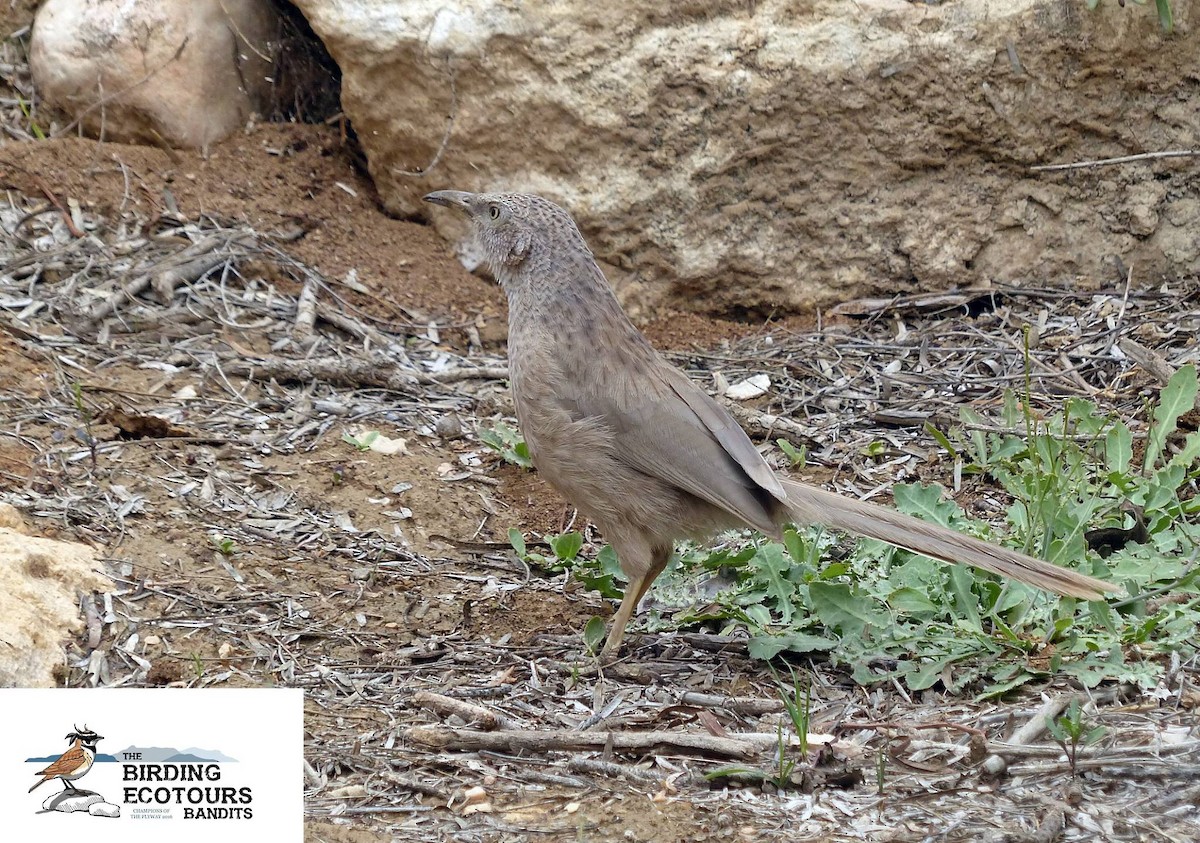 Arabian Babbler - ML517388601