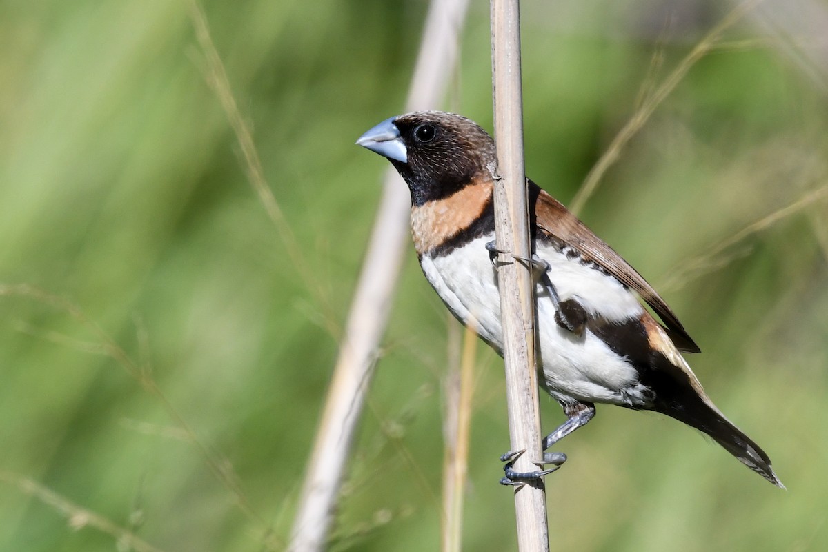 Chestnut-breasted Munia - ML51738921