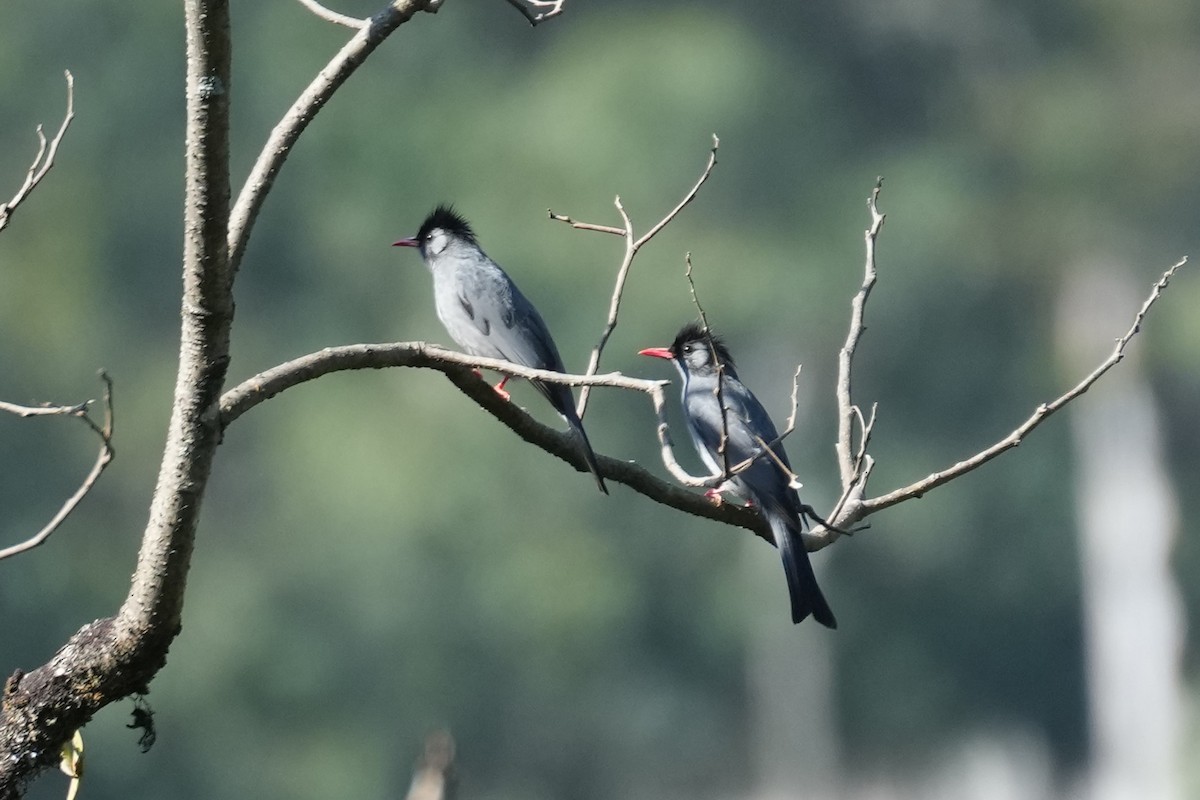 Bulbul Negro - ML517390111