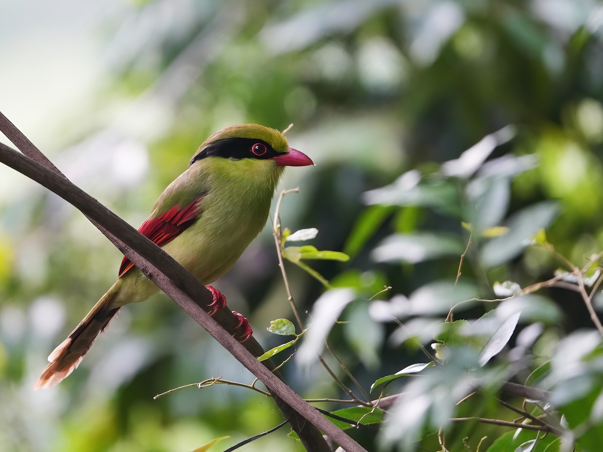 Indochinese Green-Magpie - peng su