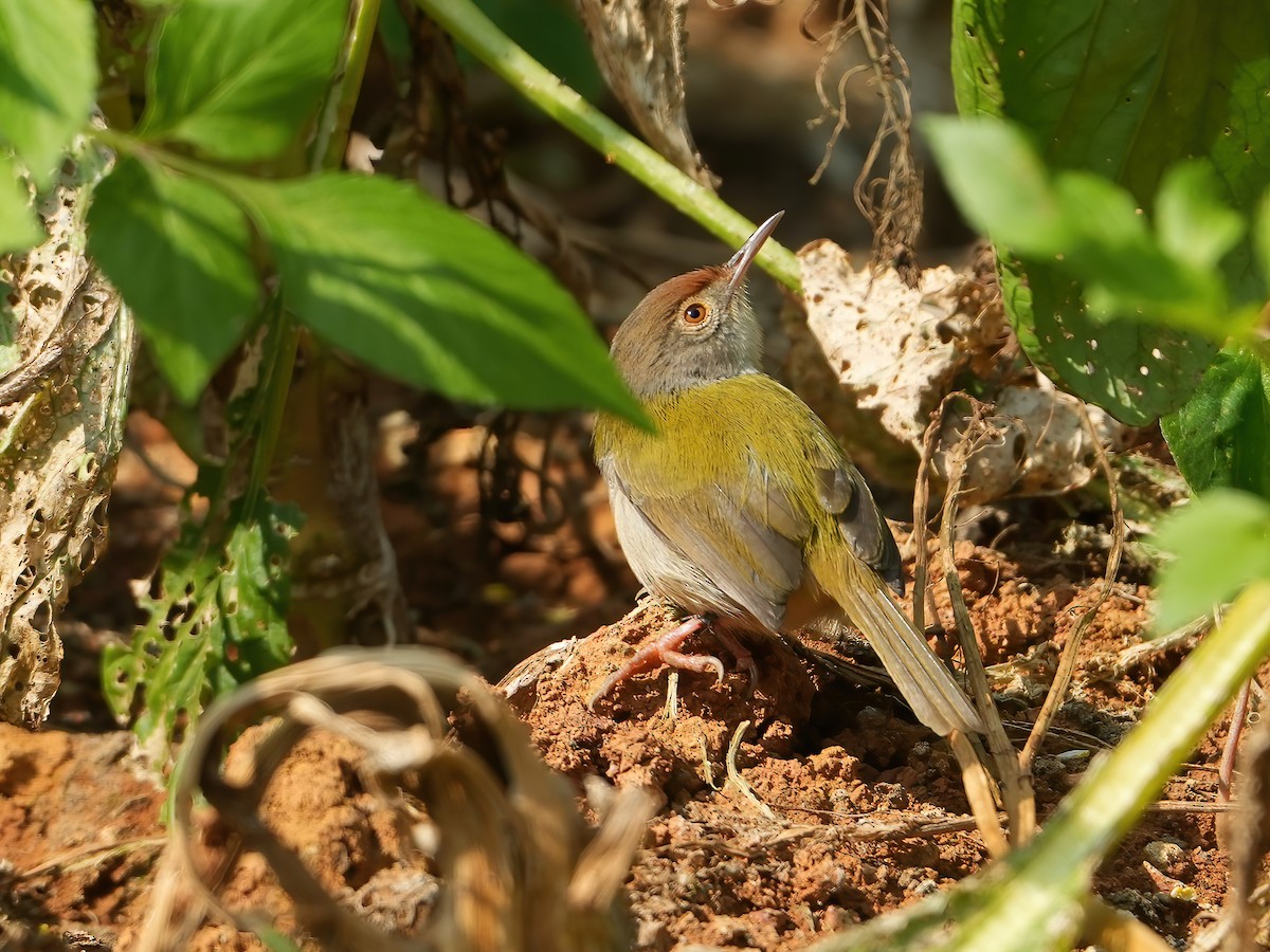 Common Tailorbird - ML517390671