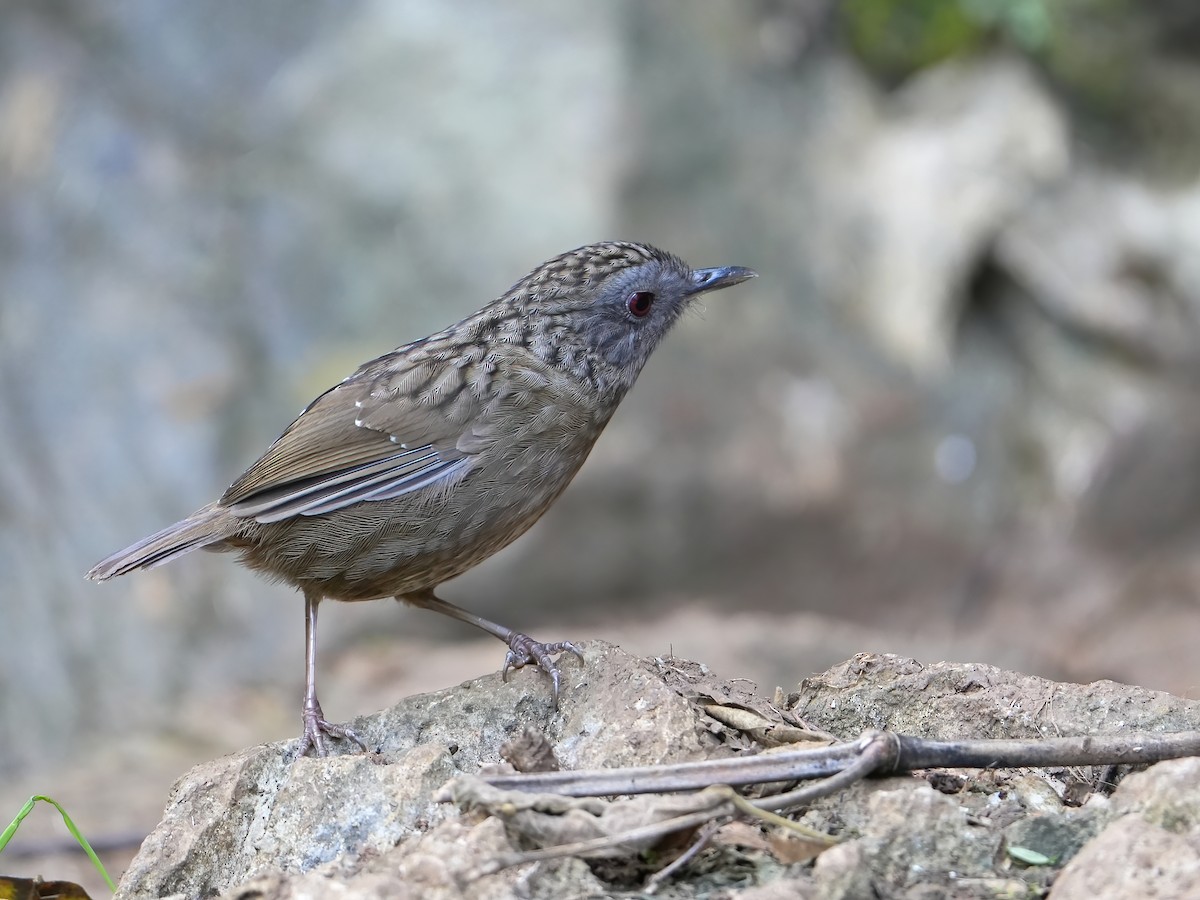 Streaked Wren-Babbler - ML517390931