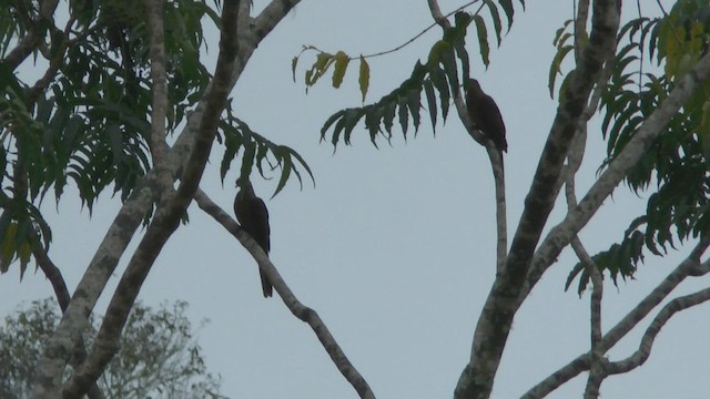 Tórtola Cuco Piquinegra - ML517393021