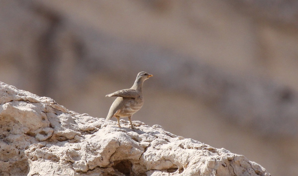 Sand Partridge - ML517393391