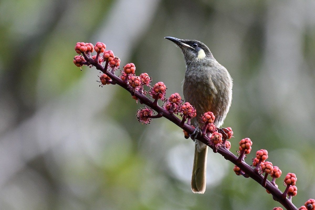 Lewin's Honeyeater - ML51739411