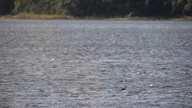 Great Crested Grebe - ML517395