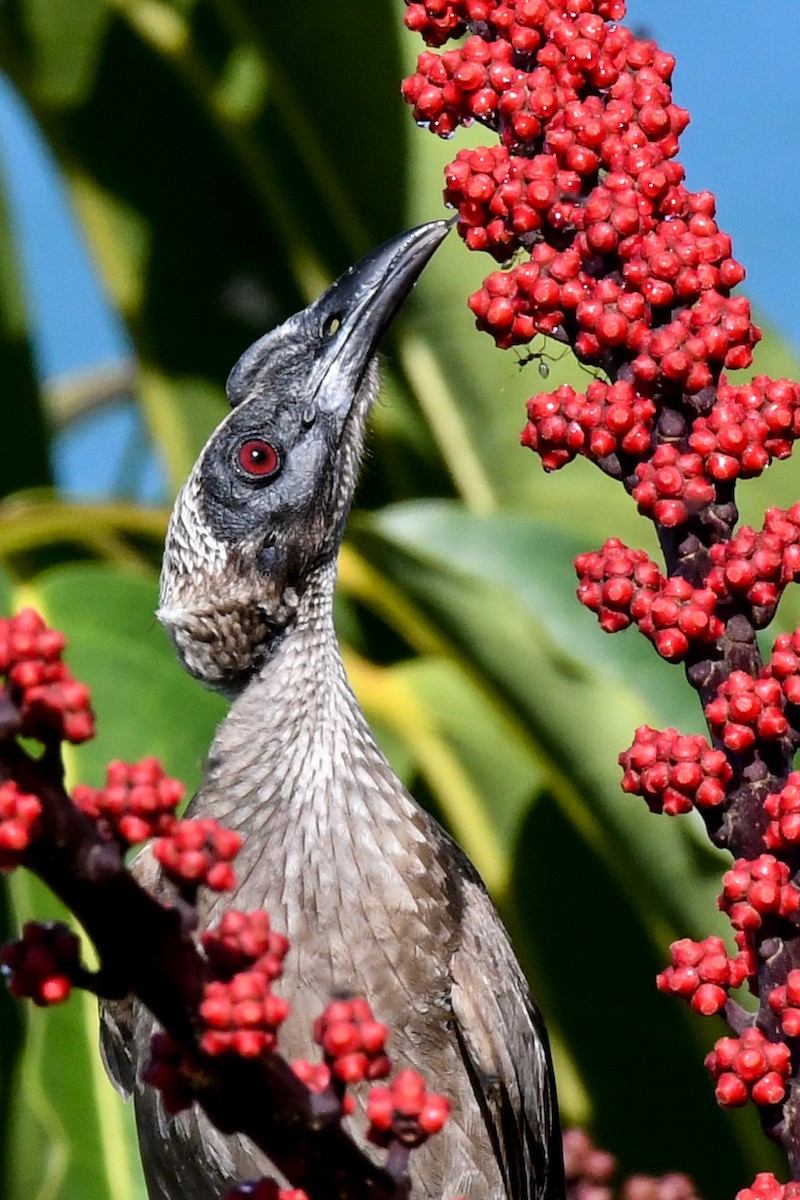 Helmeted Friarbird - ML51739511