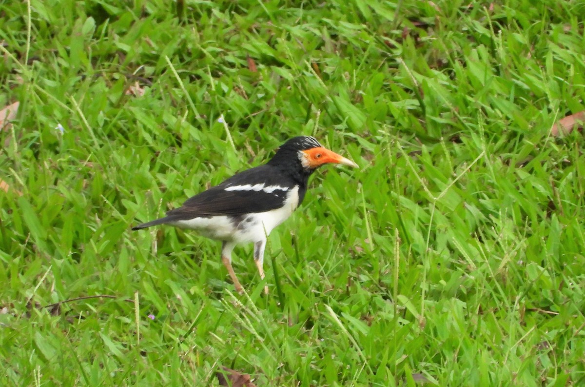 pied starling sp. - ML517395711