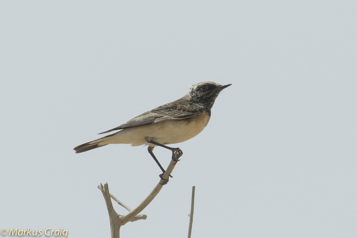 Eastern Black-eared Wheatear - ML51739711