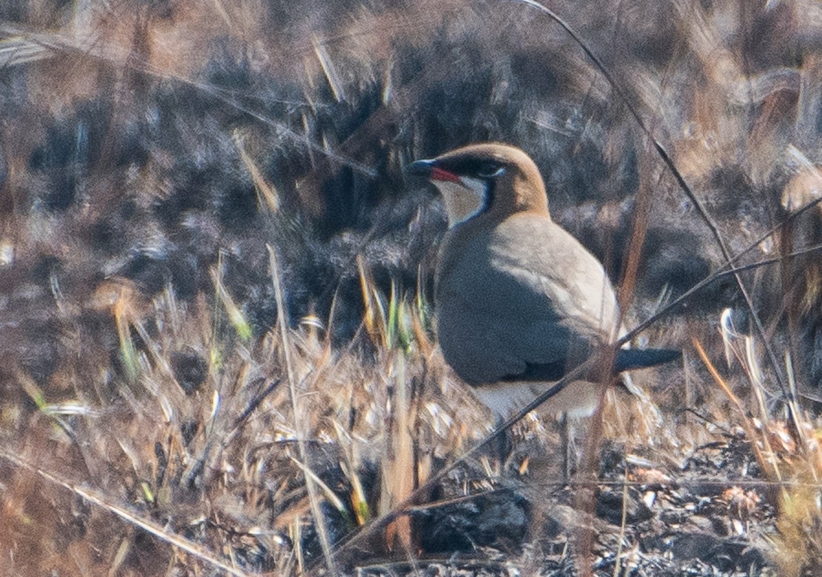 Oriental Pratincole - ML51739751