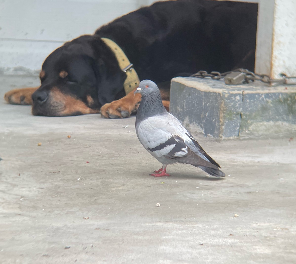 Rock Pigeon (Feral Pigeon) - ML517397841