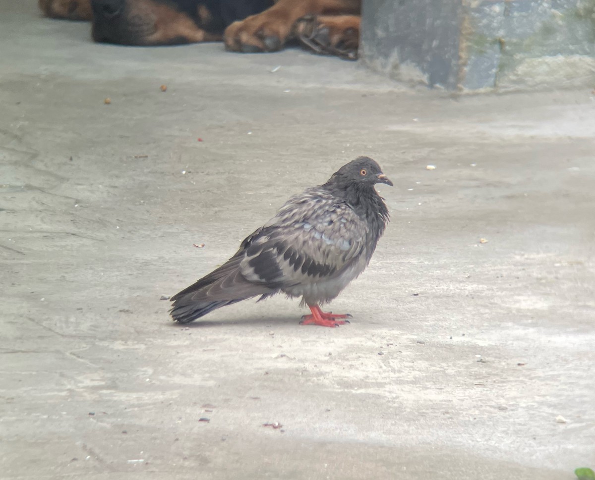 Rock Pigeon (Feral Pigeon) - ML517397851