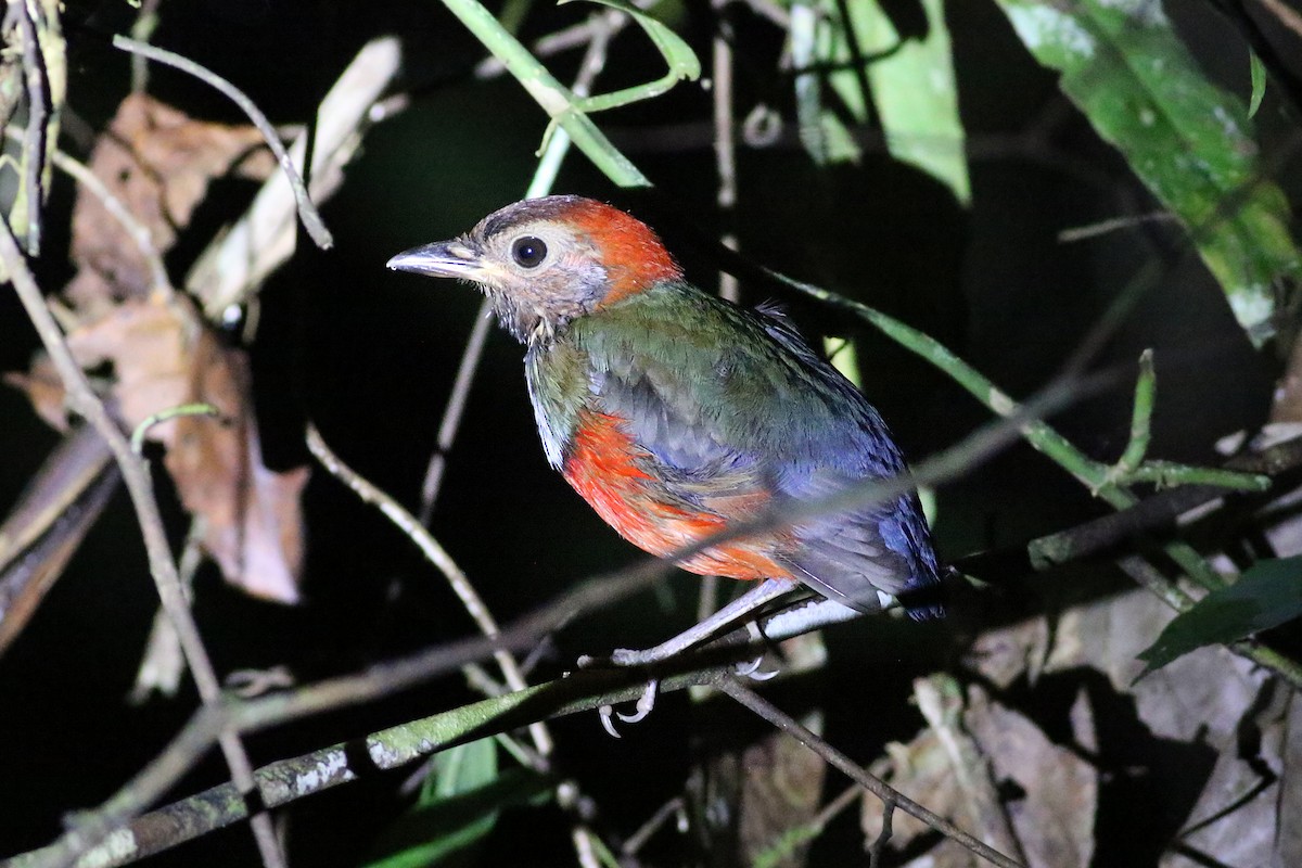 Papuan Pitta (Northern) - ML517398471
