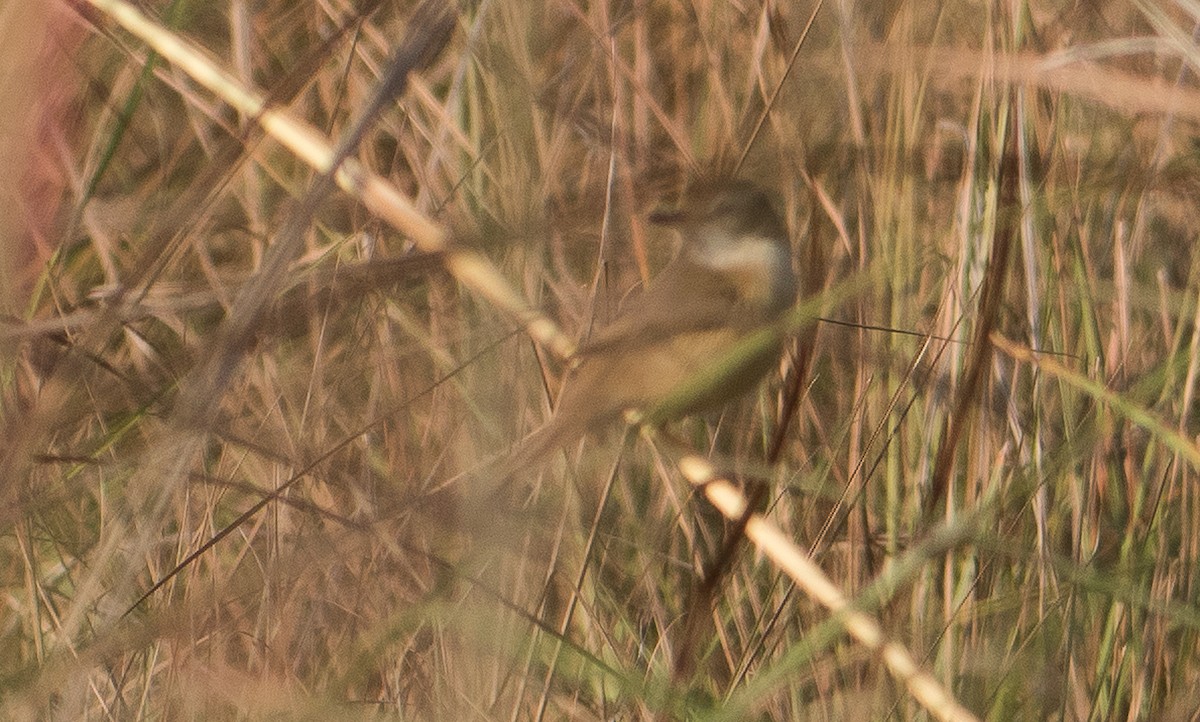 Manchurian Reed Warbler - ML51739891