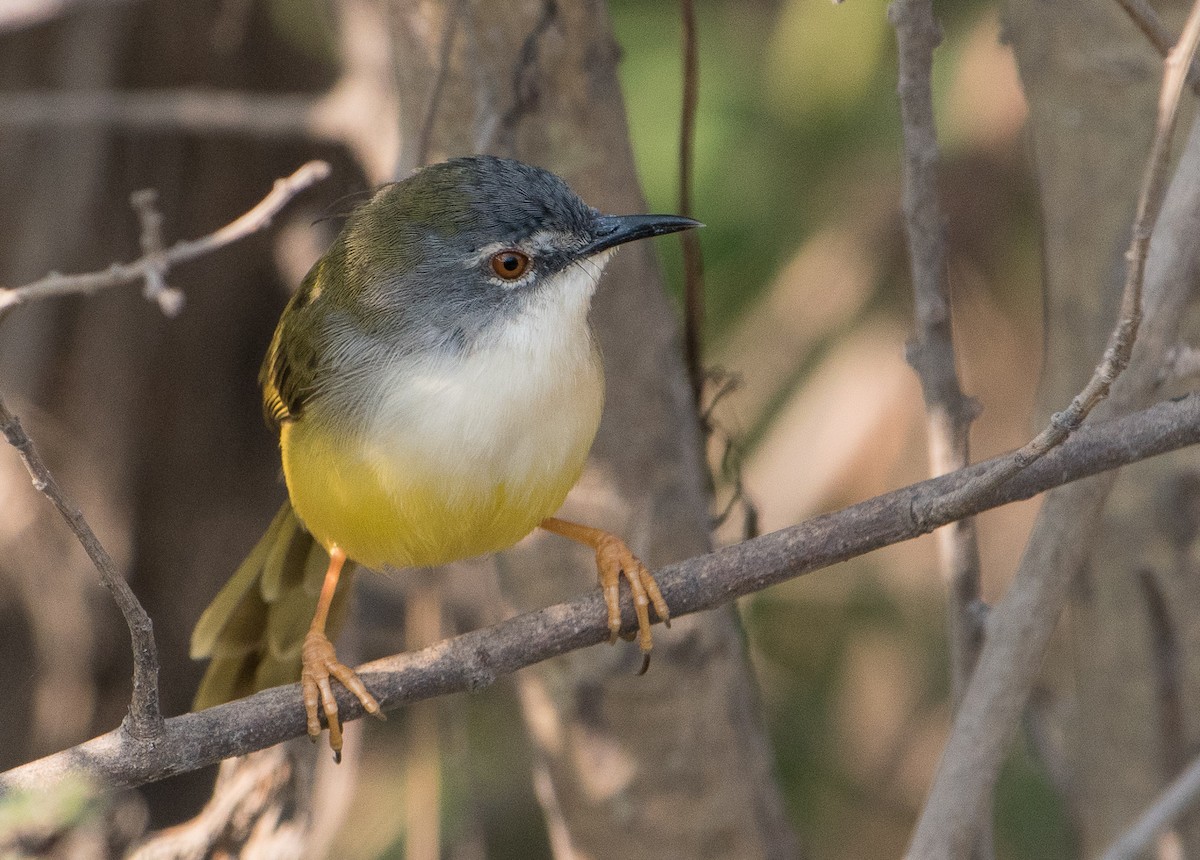 Yellow-bellied Prinia - ML51739931