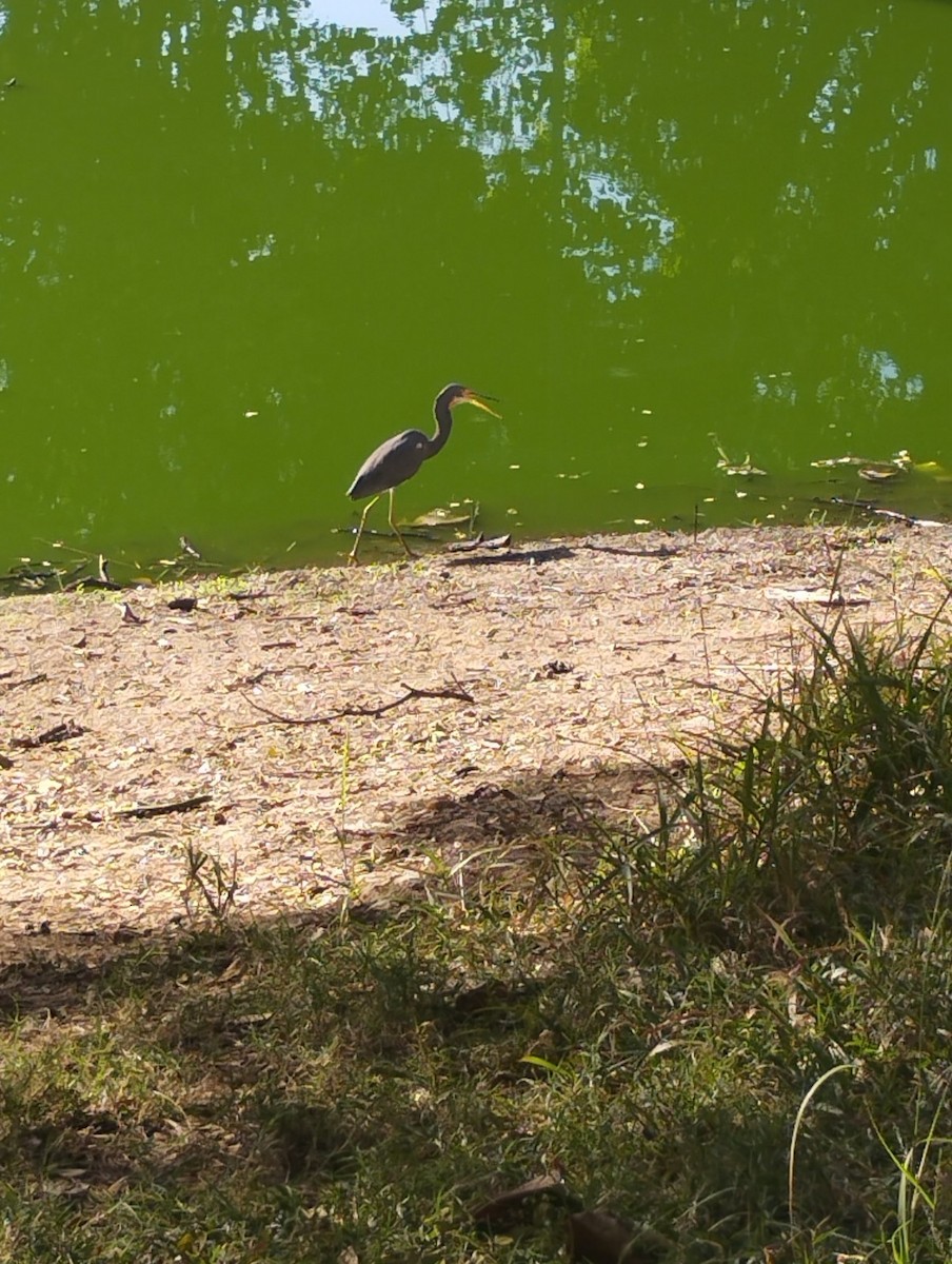 Tricolored Heron - ML517399631