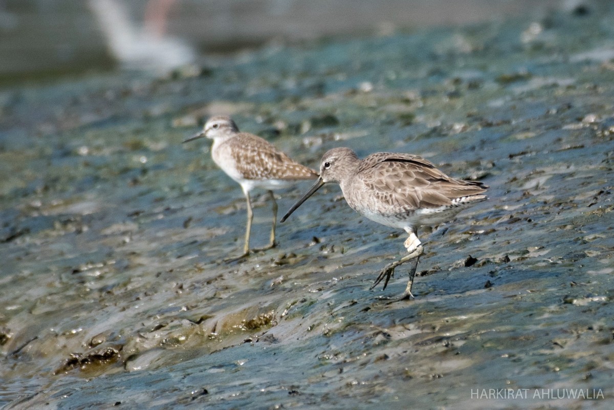 langnebbekkasinsnipe - ML517399951