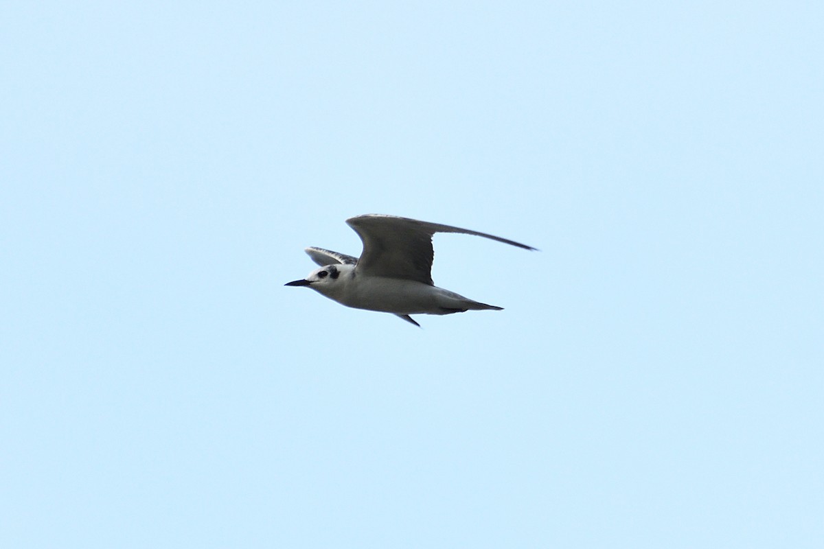 White-winged Tern - ML517400741