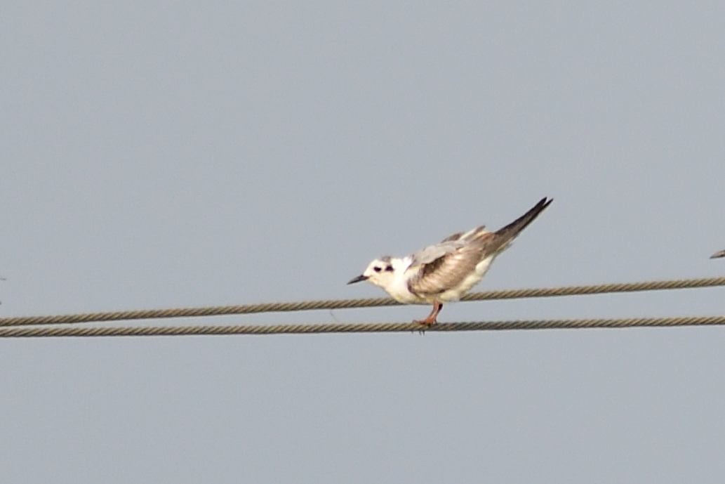 White-winged Tern - ML517400761