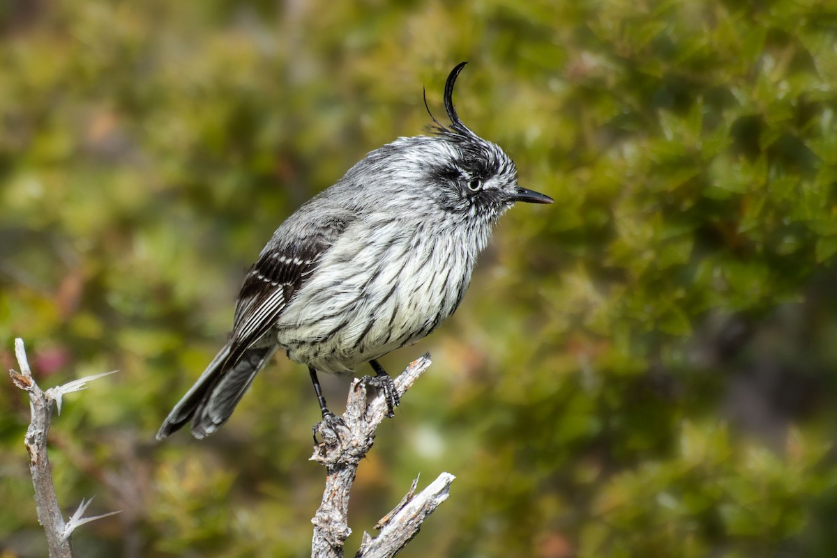 Tufted Tit-Tyrant - ML517402811