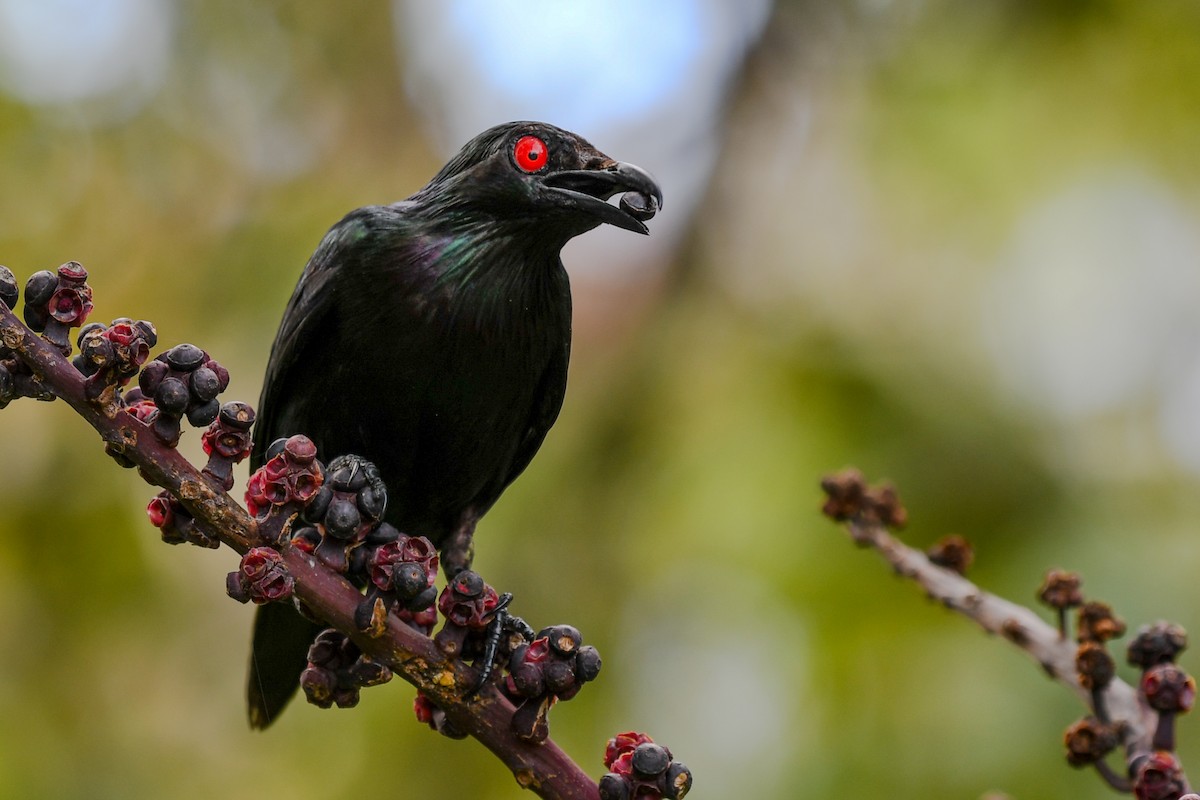 Metallic Starling - ML51740291