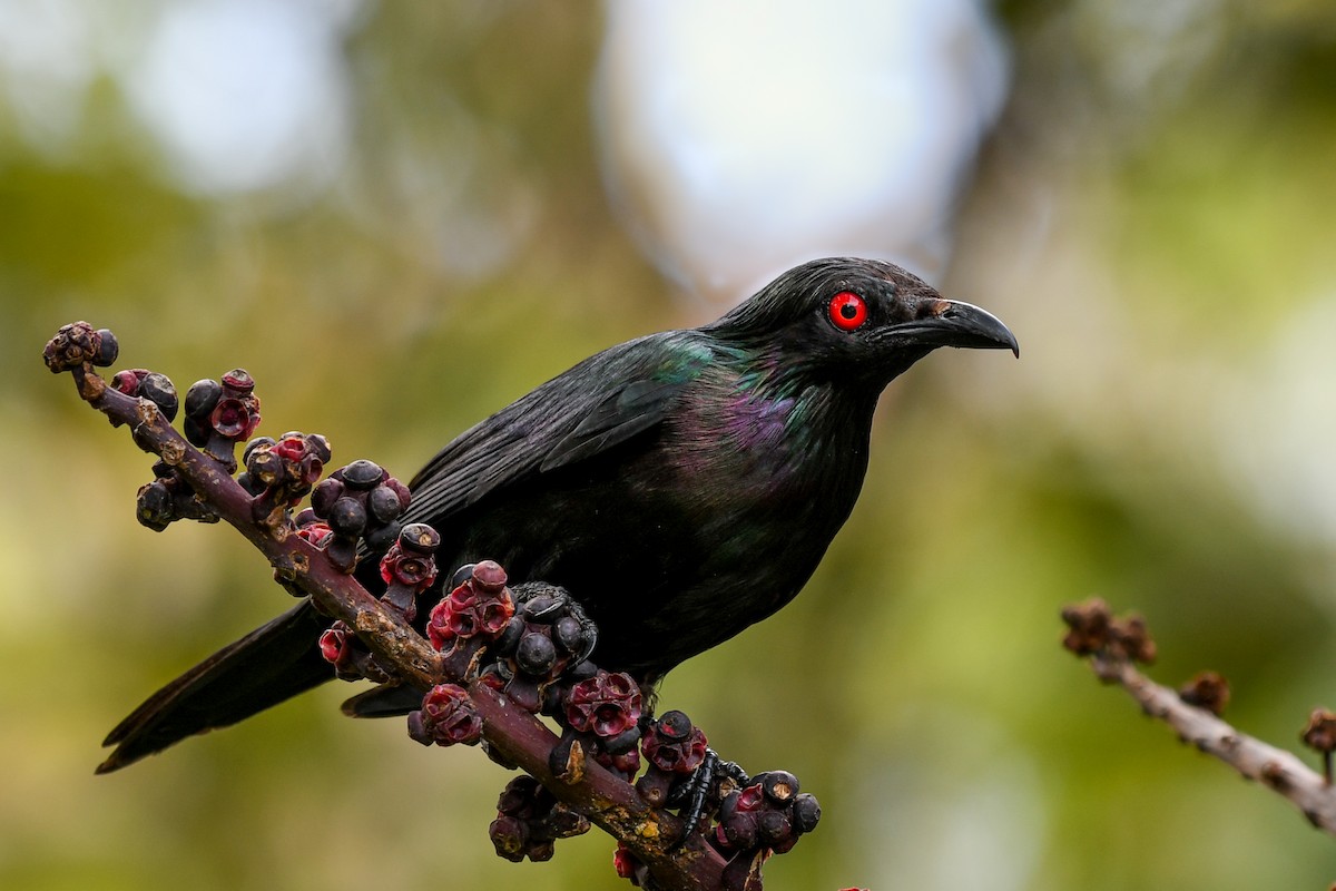 Metallic Starling - Terence Alexander