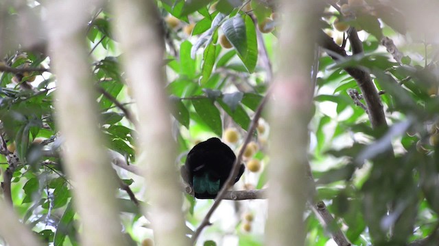 Paradise Riflebird - ML517404