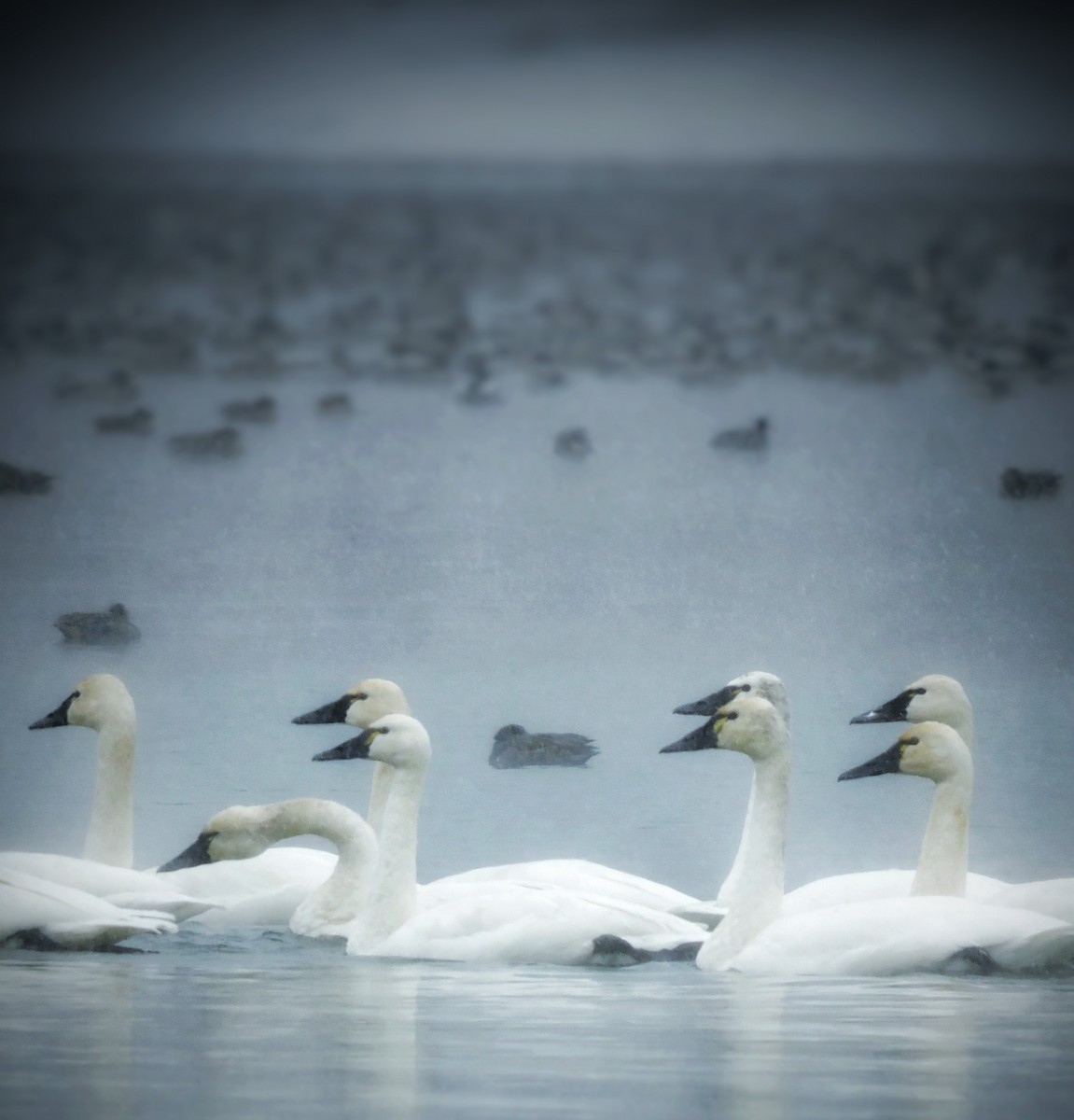 Tundra Swan (Whistling) - ML517404351