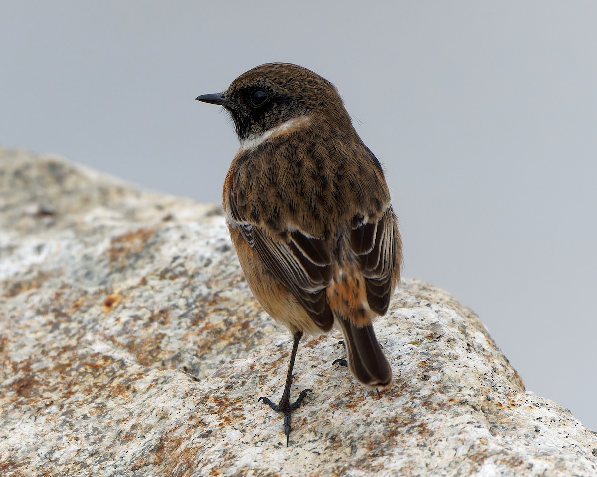 European Stonechat - Ashley Fisher