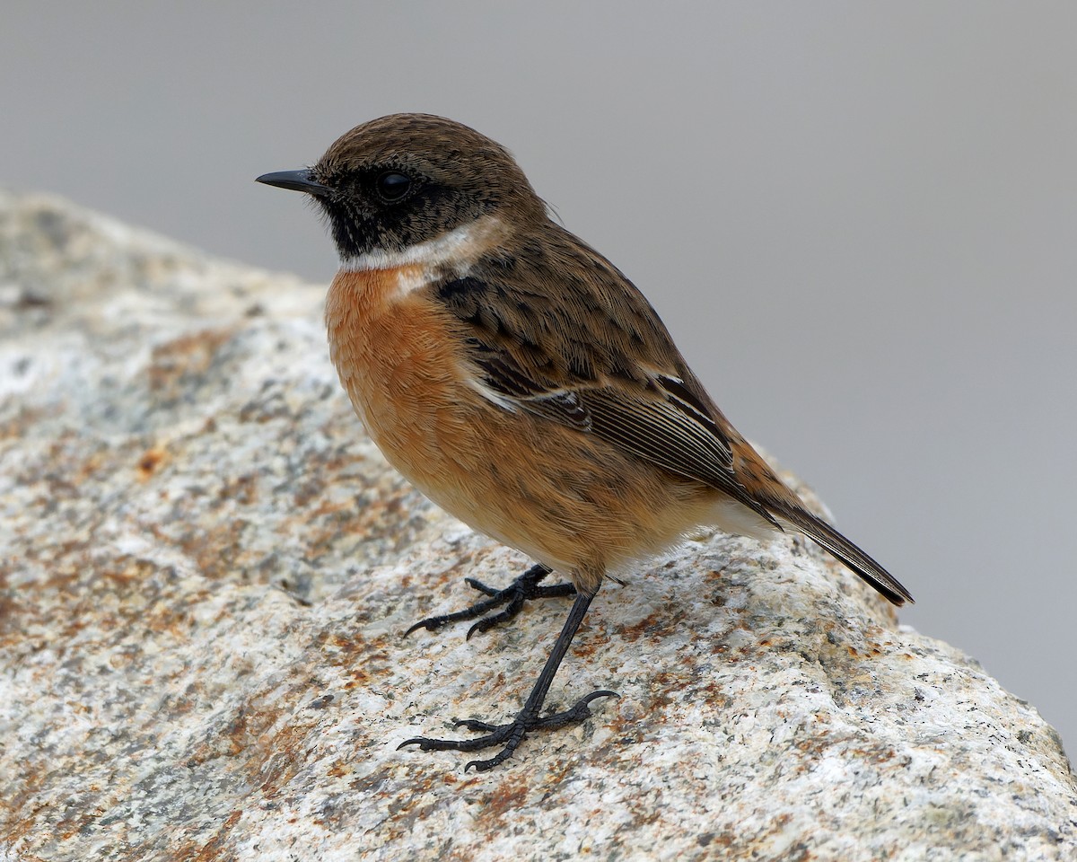 European Stonechat - Ashley Fisher