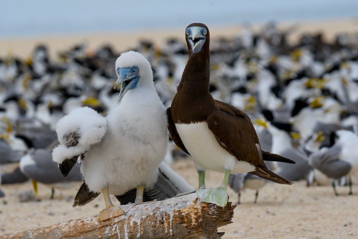 Brown Booby - ML51740531