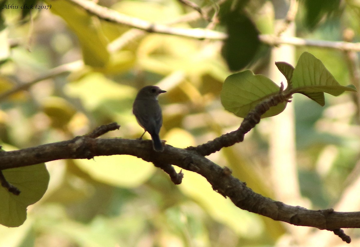 Brown-breasted Flycatcher - ML51740541