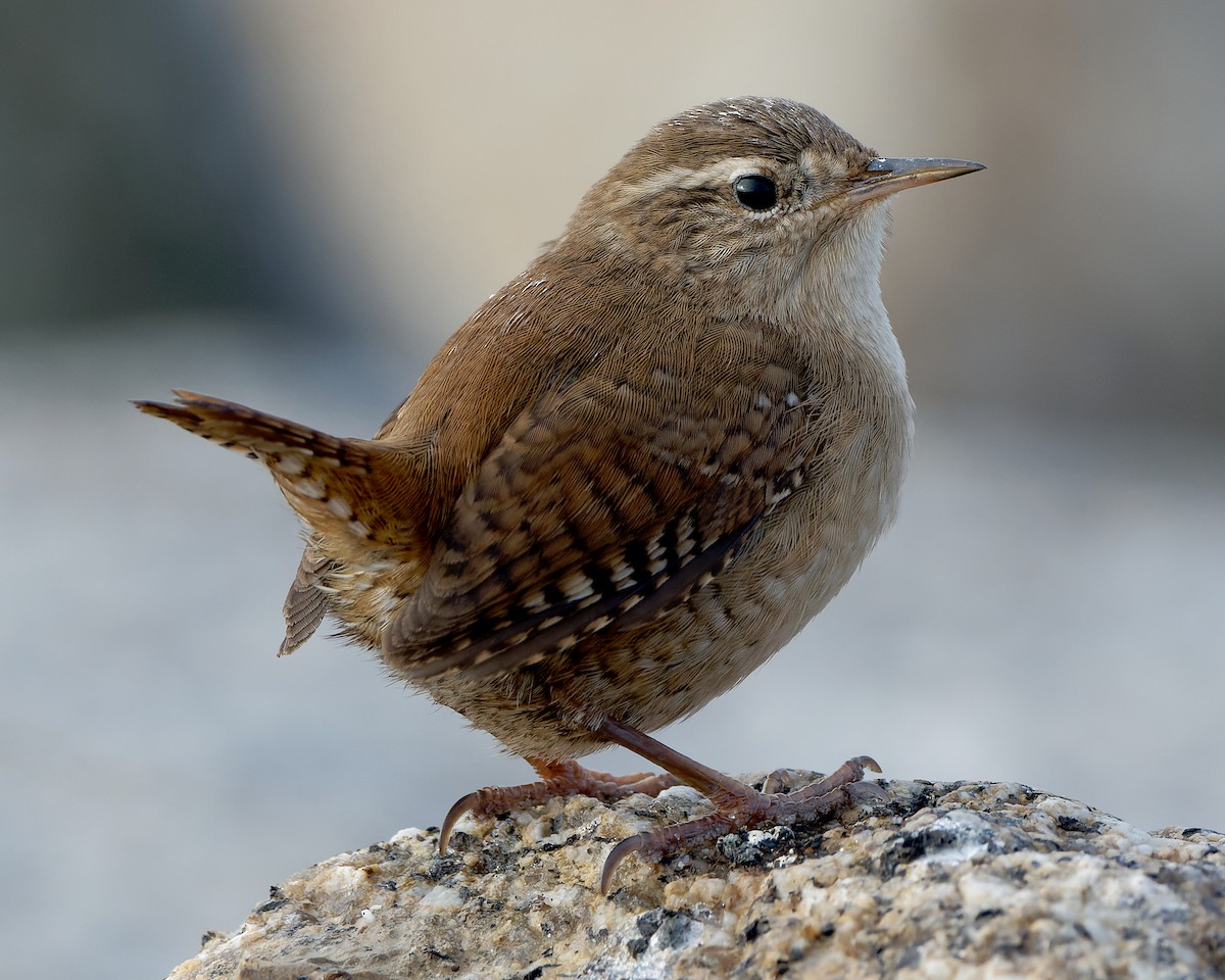 Eurasian Wren - ML517406261