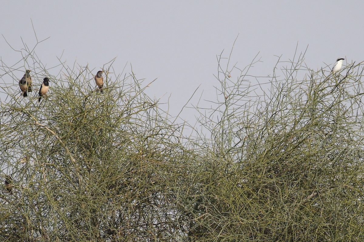 Rosy Starling - ML517406281