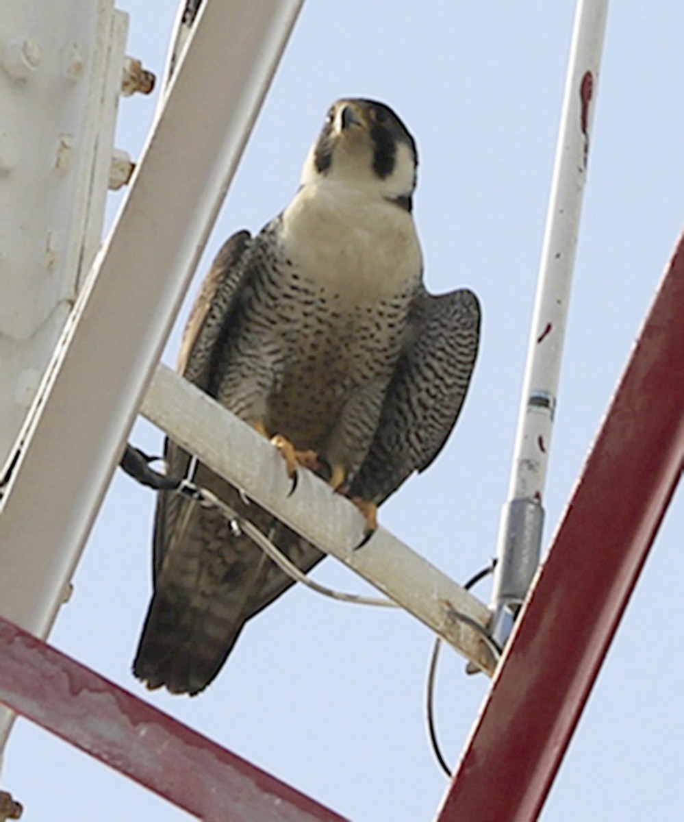 Peregrine Falcon - ML517407291