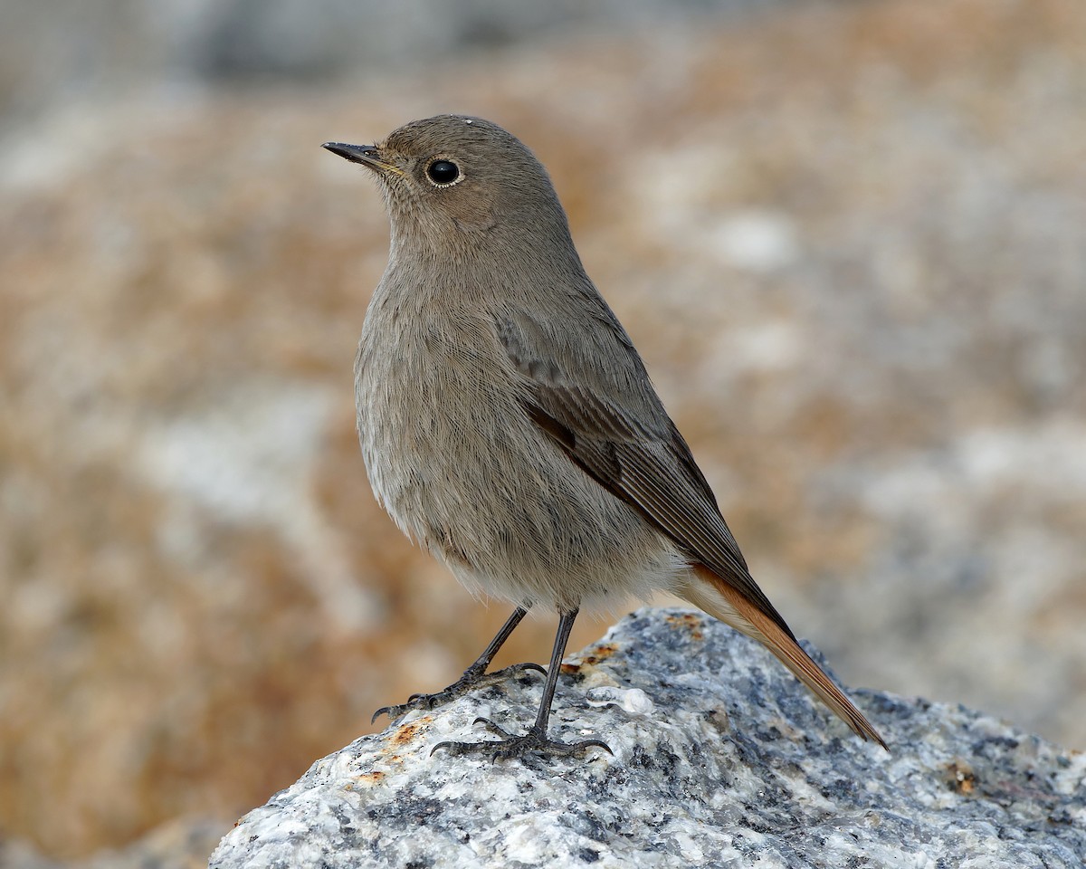 クロジョウビタキ（gibraltariensis／aterrimus） - ML517407491