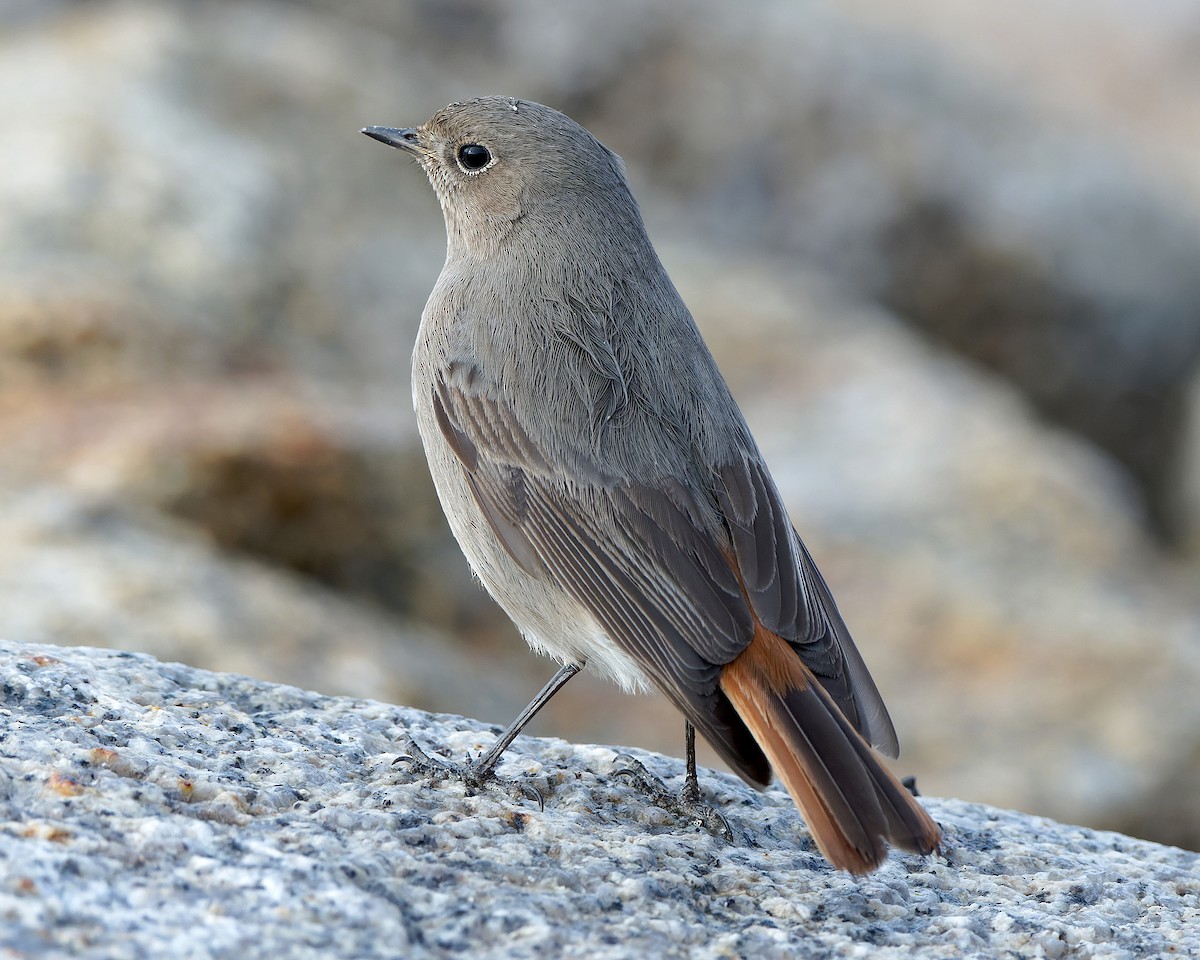 Black Redstart (Western) - Ashley Fisher