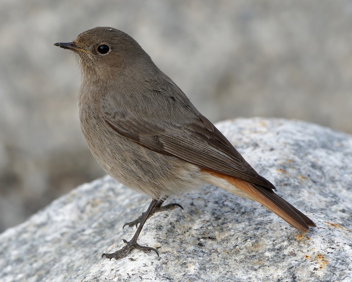 クロジョウビタキ（gibraltariensis／aterrimus） - ML517407511