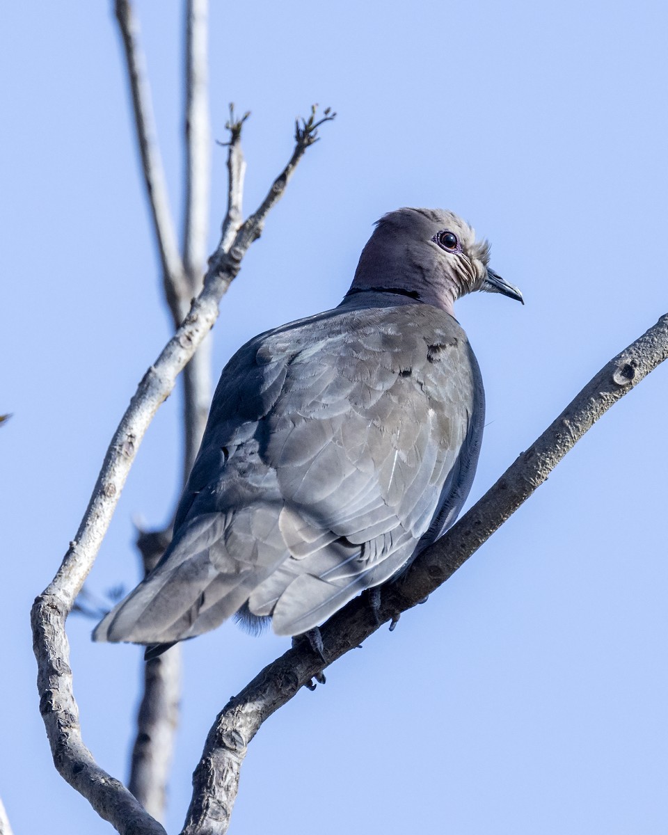 Red-eyed Dove - ML517407861