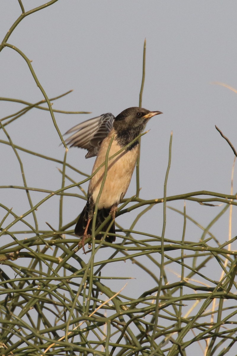 Rosy Starling - ML517408521