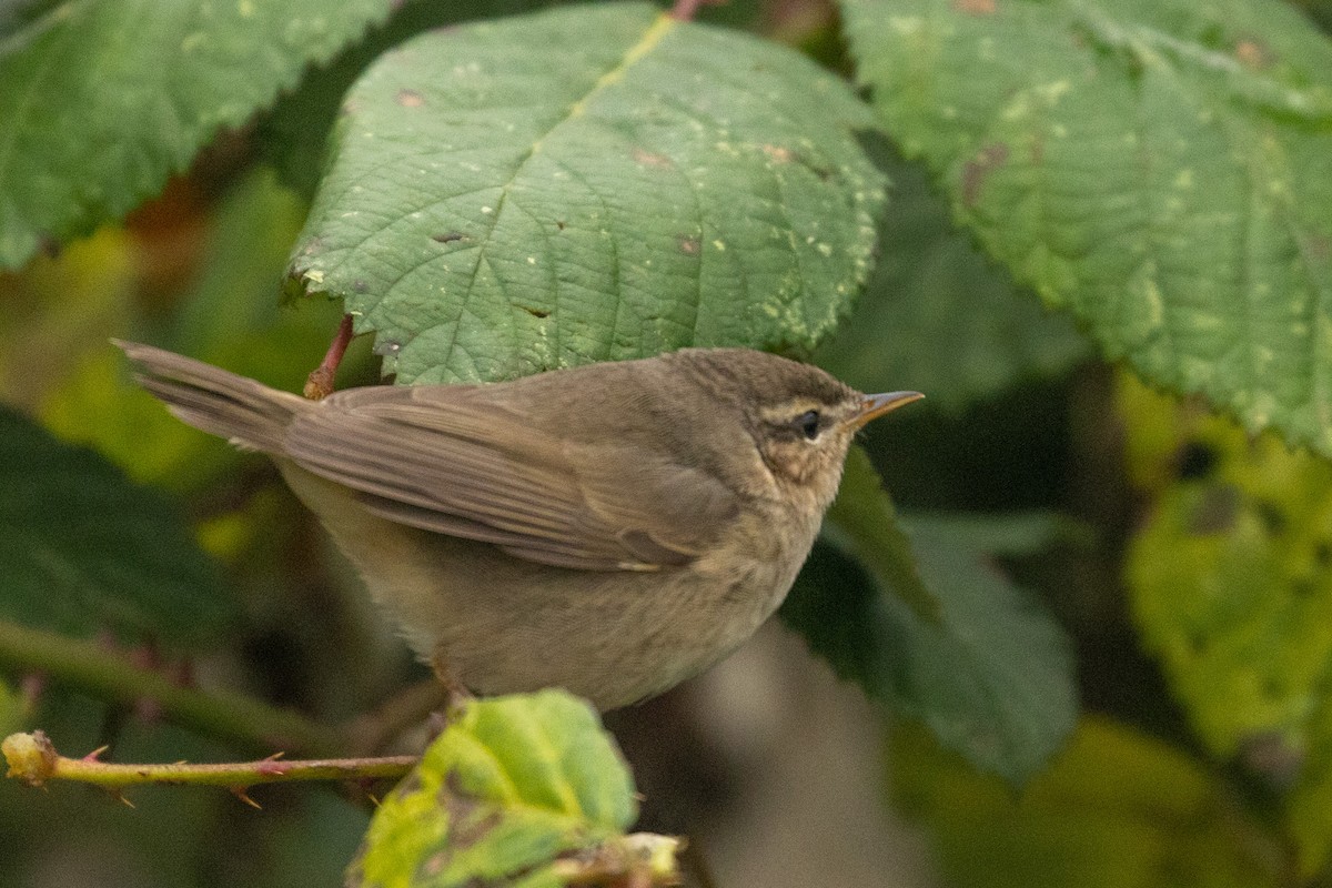 Dusky Warbler - ML517408781