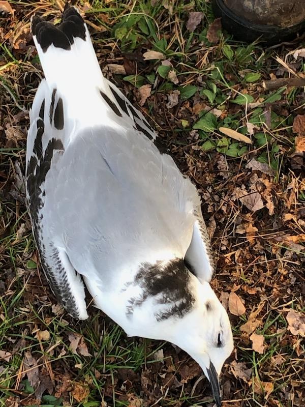 Black-legged Kittiwake - WNY Records