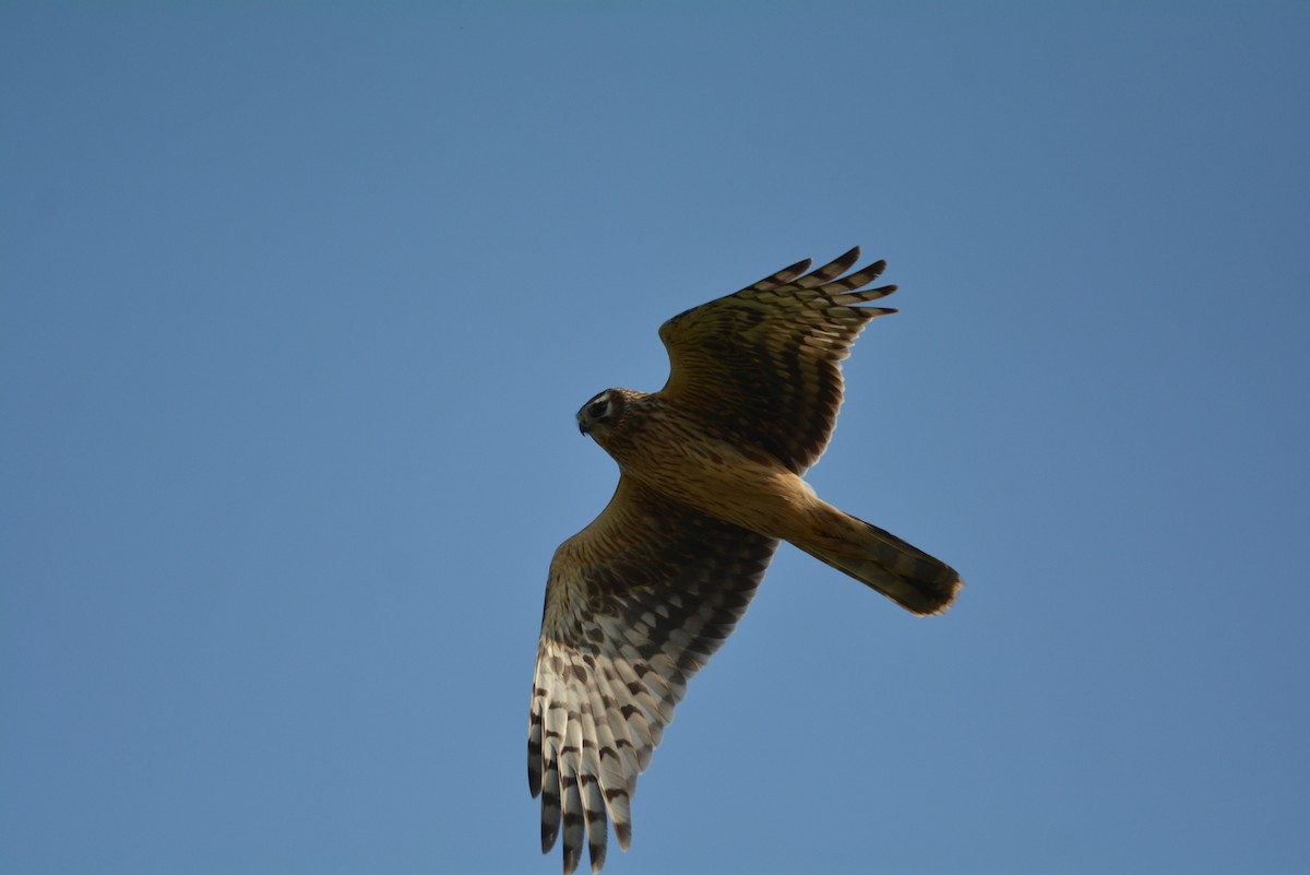 Hen Harrier - Krissanasak Singkam