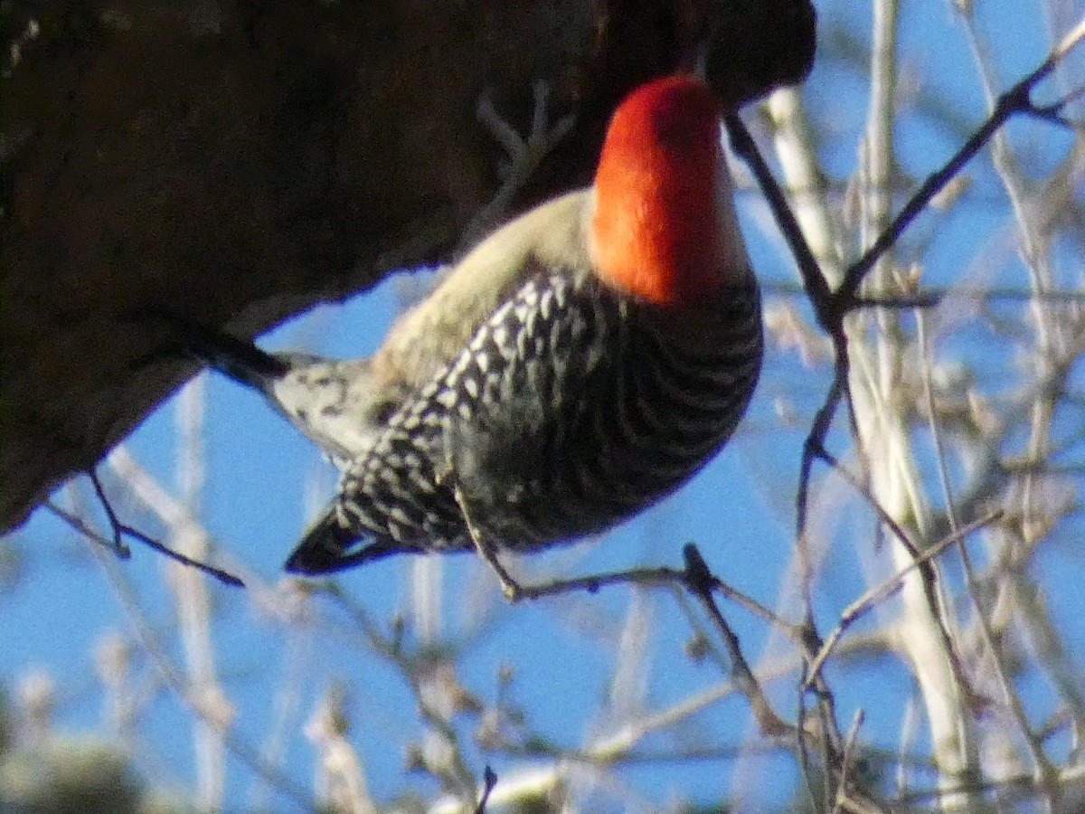 Red-bellied Woodpecker - ML517409441