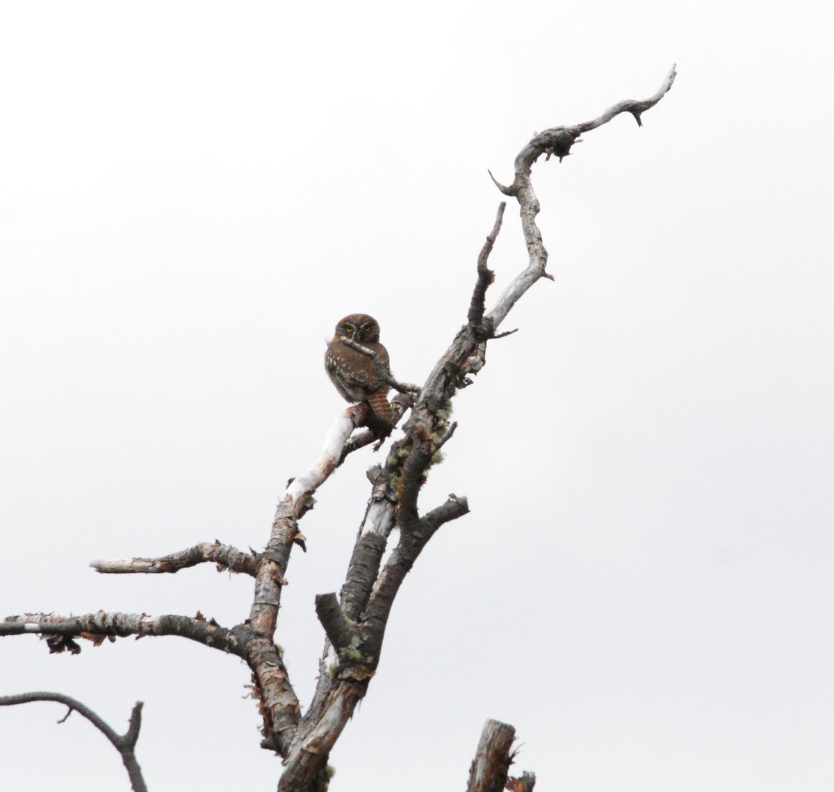 Austral Pygmy-Owl - ML517409861