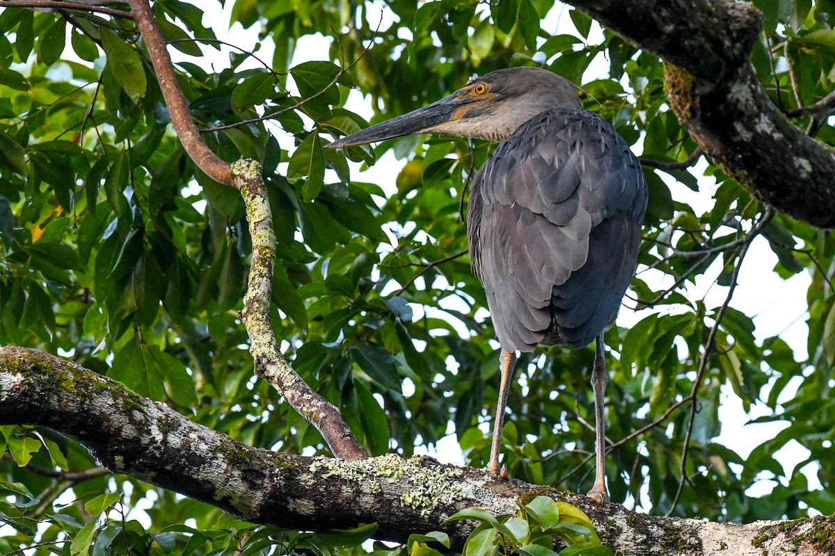 Garza de Sumatra - ML51740991