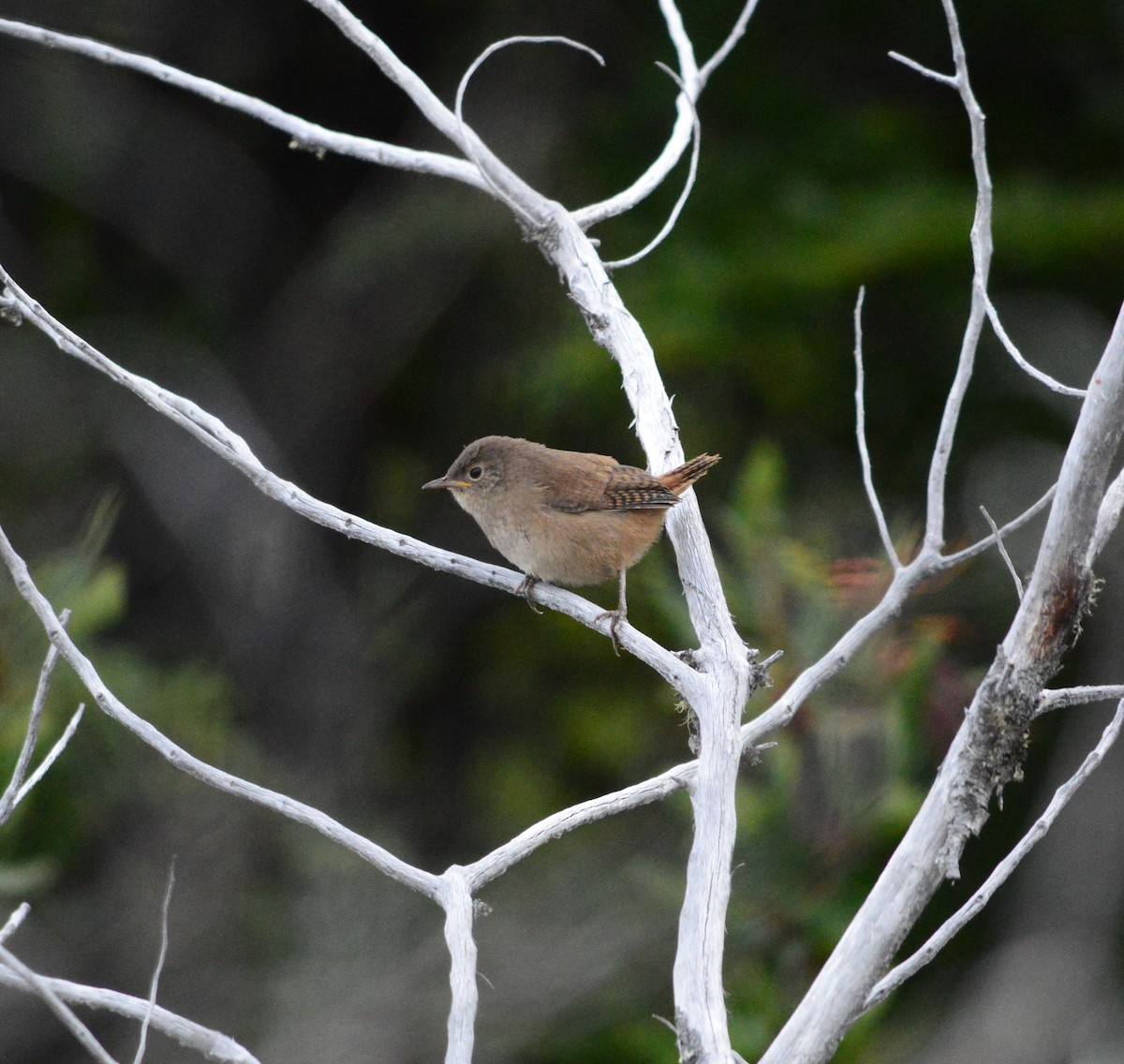 House Wren - ML517410101