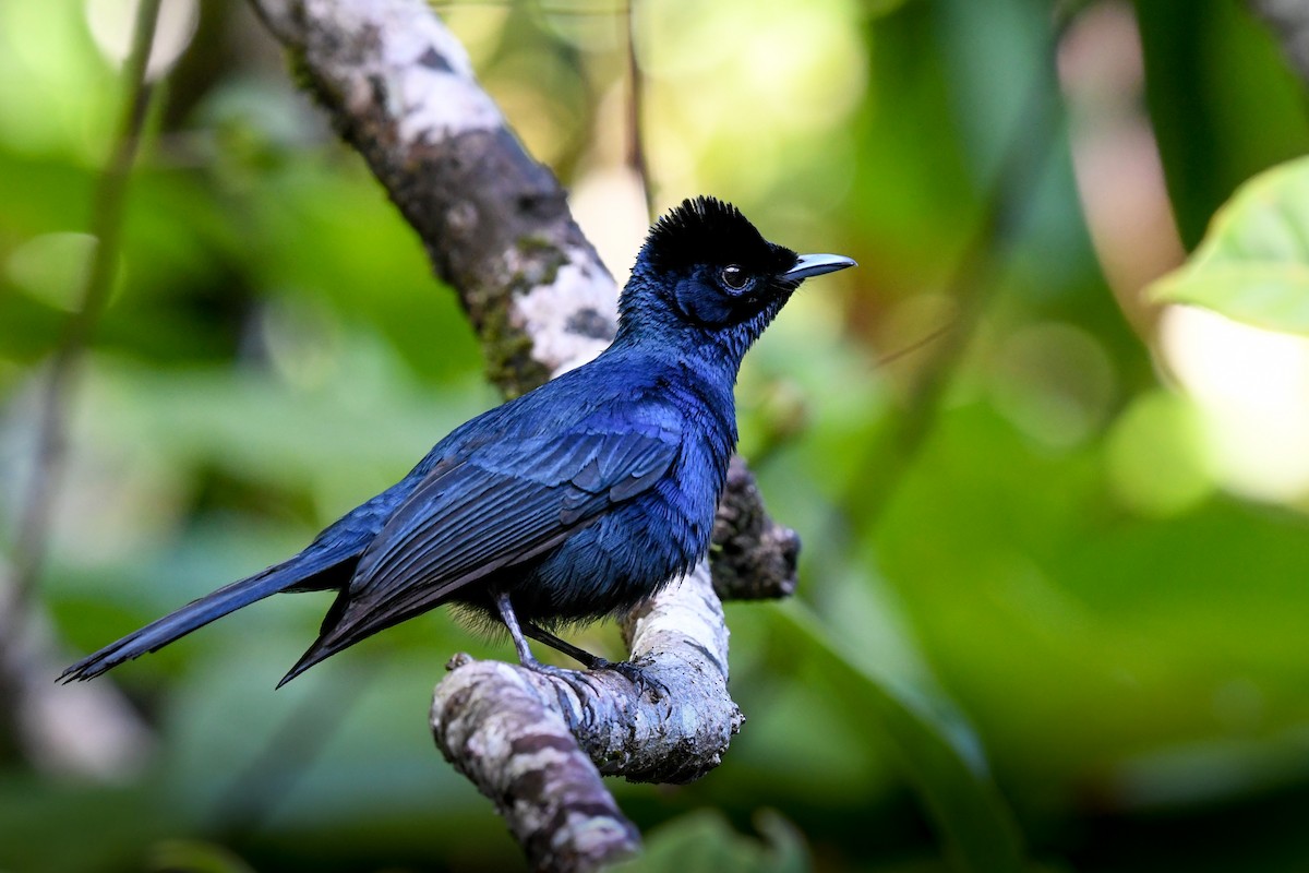 Shining Flycatcher - ML51741041