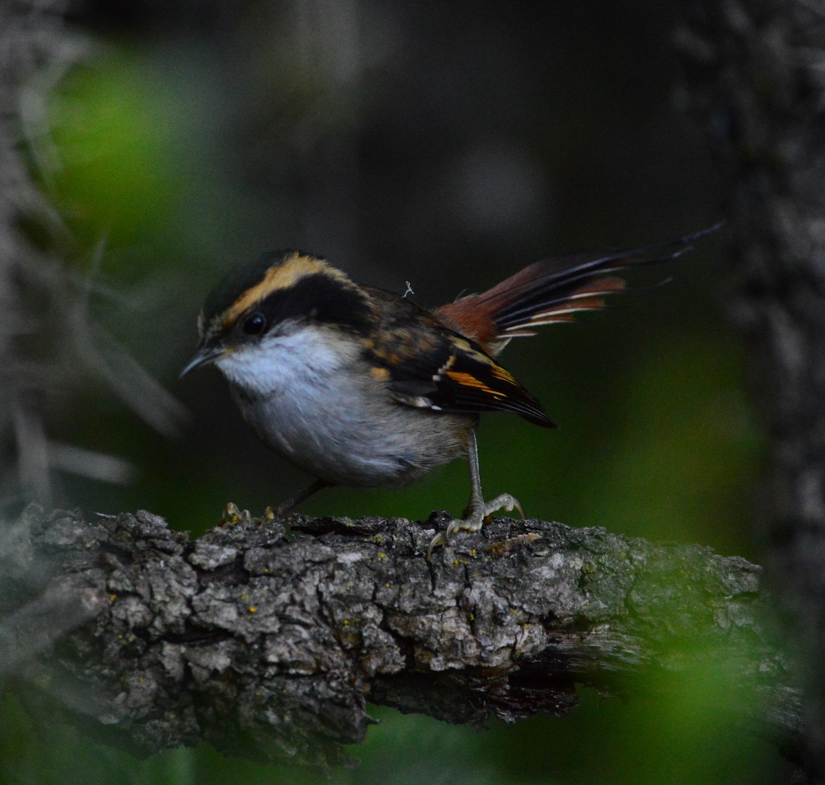 Thorn-tailed Rayadito - ML517410441